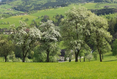 Flowering fruit trees