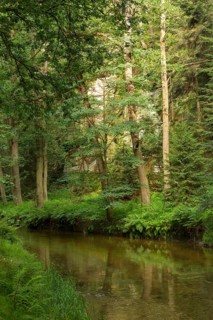 Forest along the Kirnitzsch River
