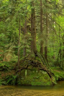 Forest along the Kirnitzsch River