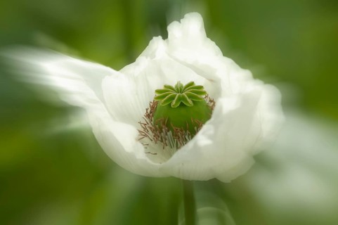 Opium poppy (Papaver somniferum)