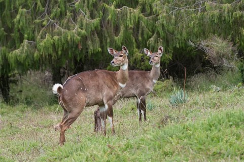 Mountain Nyalas (Tragelaphus buxtoni)