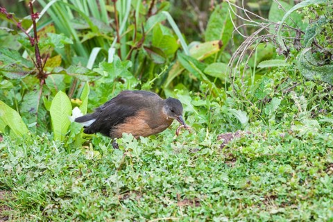 Rougets rail (Rougetius rougetii) feeding on a worm
