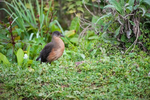 Rougets Rail (Rougetius rougetii)