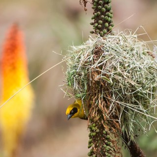 Village weaver (Ploceus cucullatus)