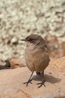 Moorland Chat or Alpine Chat (Cercomela sordida)