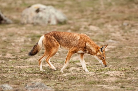 Ethiopian Wolf (Canis simensis)