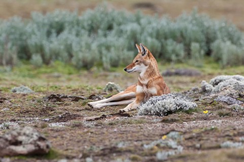 Ethiopian Wolf (Canis simensis)