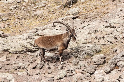 Walia Ibex (Capra walie)