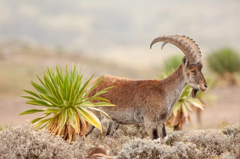 Walia Ibex (Capra walie)