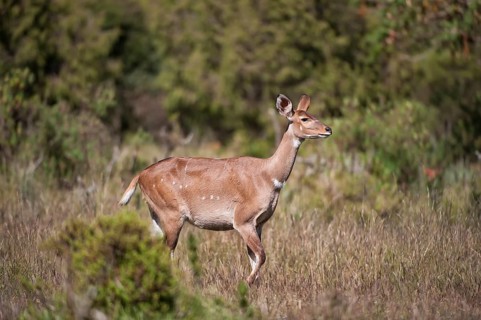 Mountain Nyala or Balbok (Tragelaphus buxtoni)