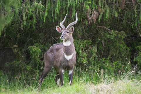 Mountain Nyala or Balbok (Tragelaphus buxtoni)