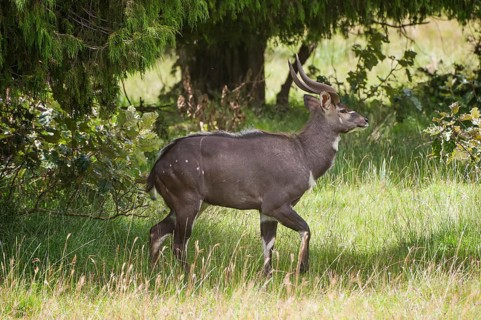 Mountain Nyala or Balbok (Tragelaphus buxtoni)