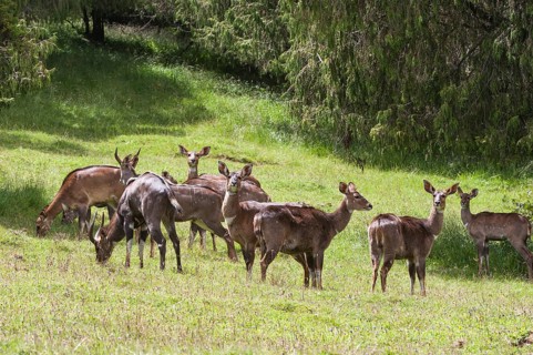Herd of Mountain Nyalas or Balboks (Tragelaphus buxtoni)