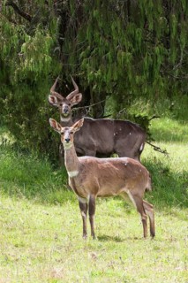 Mountain Nyalas or Balboks (Tragelaphus buxtoni)