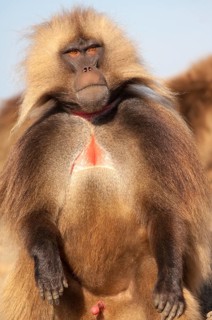 Gelada baboon (Theropithecus gelada)