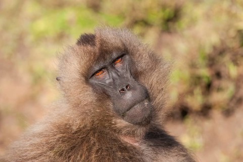 Gelada baboon (Theropithecus gelada)