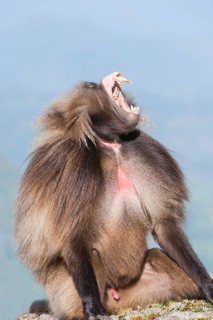 Gelada baboon (Theropithecus gelada) displaying its teeth
