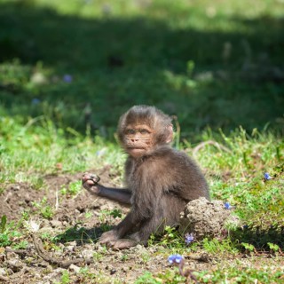 Gelada baboon (Theropithecus gelada)