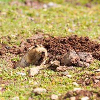 Ethiopian African mole rat (Tachyoryctes macrocephalus)