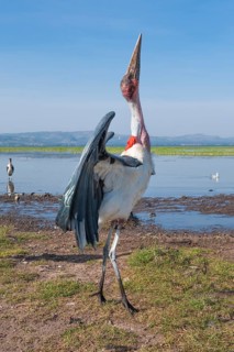 Marabou Stork (Leptoptilos crumeniferus)