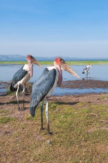 Marabou Storks (Leptoptilos crumeniferus)