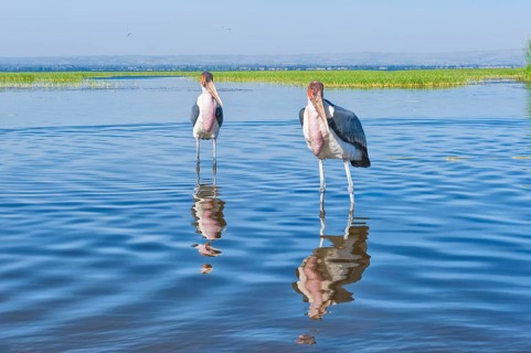Marabou Storks (Leptoptilos crumeniferus)