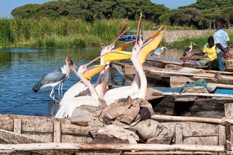 White pelicans (Pelecanus onocrotalus) begging for fish