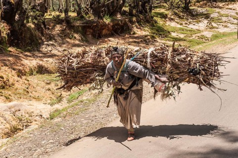 Woman carrying a bundle of eucalyptus wood