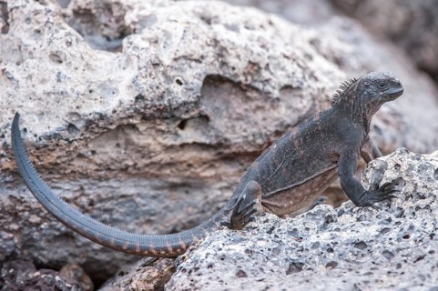 Marine Iguana (Amblyrhynchus cristatus hassi)