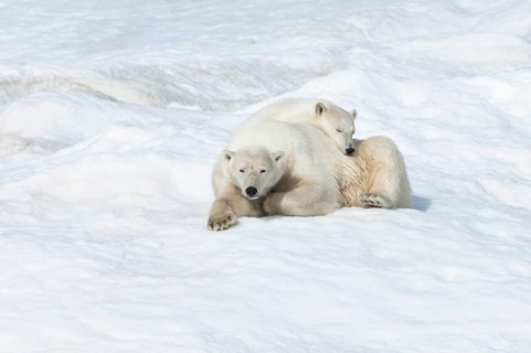 Polar Bears (Ursus maritimus)