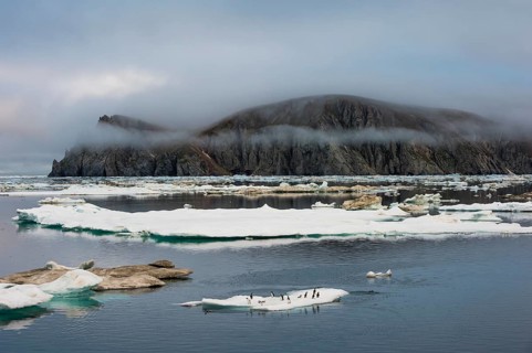 Thick-billed Murres or Bruennich's Guillemots (Uria lomvia) on ice floes off Wrangel Island