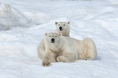 Polar Bears (Ursus maritimus)