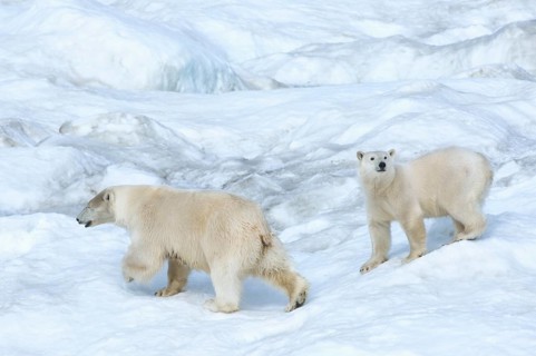 Polar Bears (Ursus maritimus)