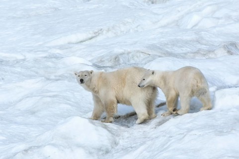 Polar Bears (Ursus maritimus)