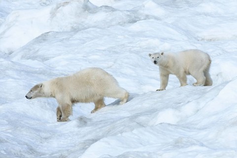 Polar Bears (Ursus maritimus)