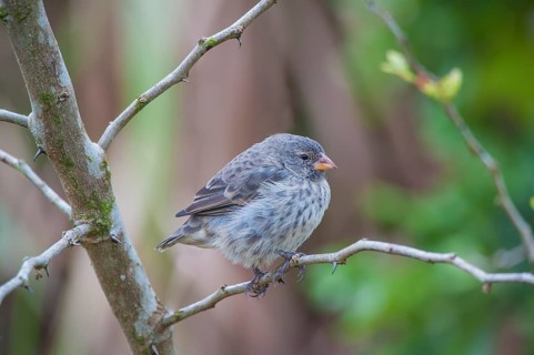 Small Tree Finch (Camarhynchus parvulus)