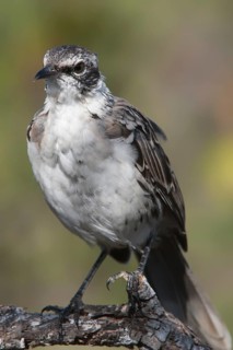 Galapagos Mockingbird (Nesomimus parvulus)