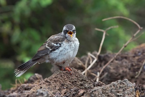 Galapagos Mockingbird (Nesomimus parvulus) suffering from avian pox or bird pox