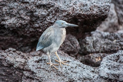 Lava Heron (Butorides sundevalli)