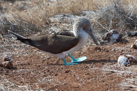 Galapagos Blue-footed Booby (Sula nebouxii excisa)