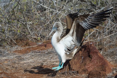 Galapagos Blue-footed Booby (Sula nebouxii excisa)