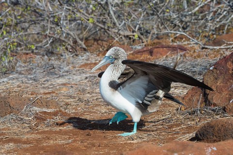 Galapagos Blue-footed Booby (Sula nebouxii excisa)