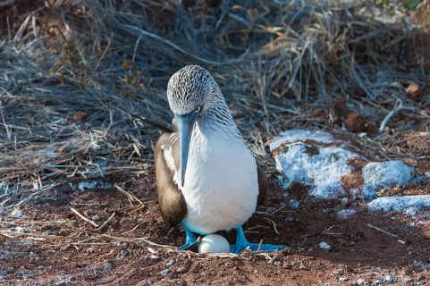 Galapagos Blue-footed Booby (Sula nebouxii excisa)