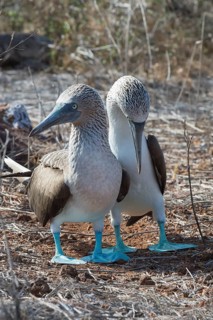 Couple of Galapagos Blue-footed Booby (Sula nebouxii excisa)