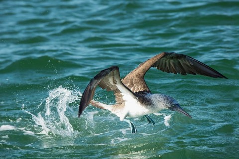 Galapagos Blue-footed Booby (Sula nebouxii excisa)