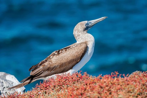 Galapagos Blue-footed Booby (Sula nebouxii excisa)