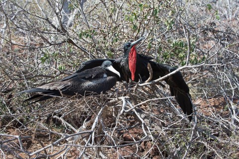 Couple of Magnificent Frigate Birds (Fregata magnificens)