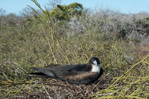 Magnificent Frigate Bird (Fregata magnificens)