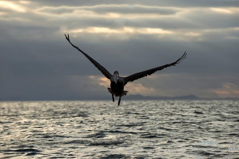Galapagos Brown Pelican (Pelecanus occidentalis urinator) in flight at dusk