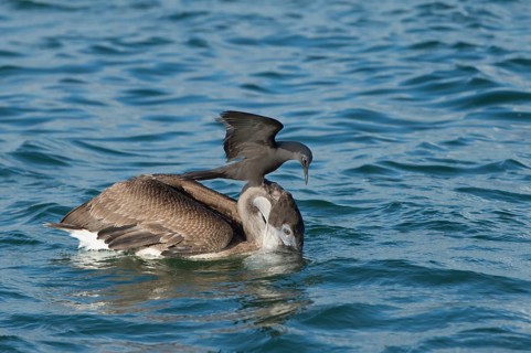 Brown Noddy (Anous stolidus galapagensis) sitting on the head of a Brown Pelican (Pelecanus occidentalis urinator) and trying to steal a fish in its beak during a feeding frenzy